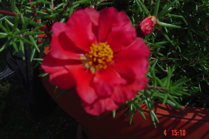 Picture 004 - PORTULACA