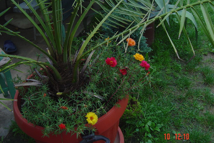 Picture 198 - PORTULACA