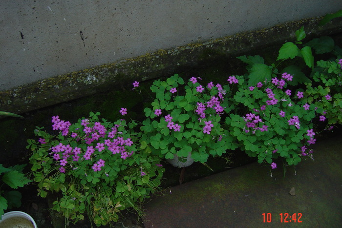 oxalis - florile mele in 2010