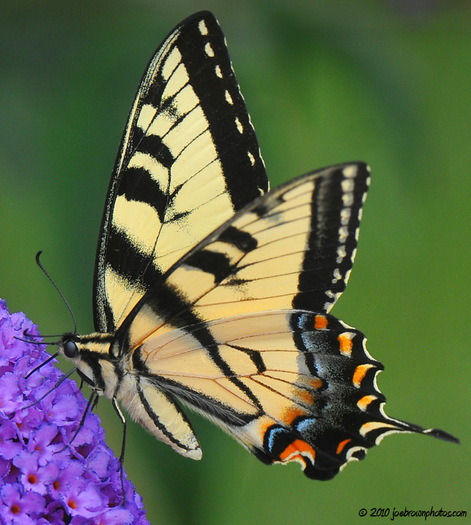 2431026-93f9bc1f16c1911d