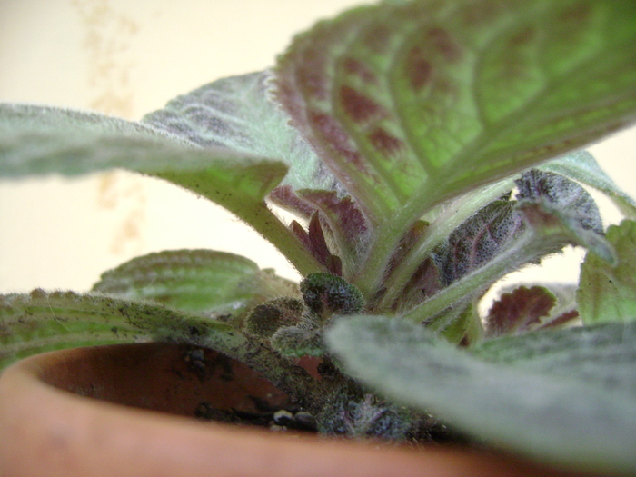 are un bobocel - EPISCIA