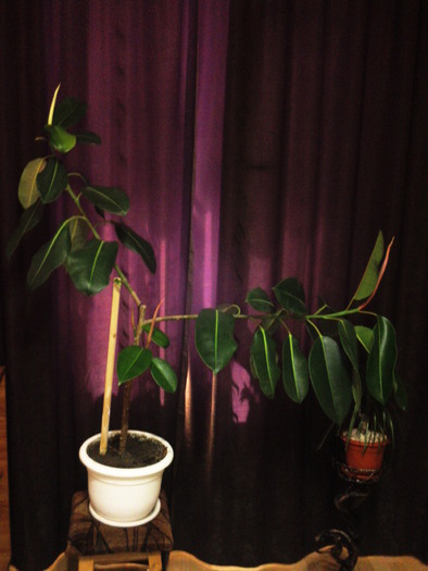 12.08.10 - x - ficus