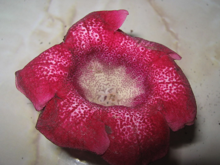  - gloxinia tigrina red simpla 2010  2011