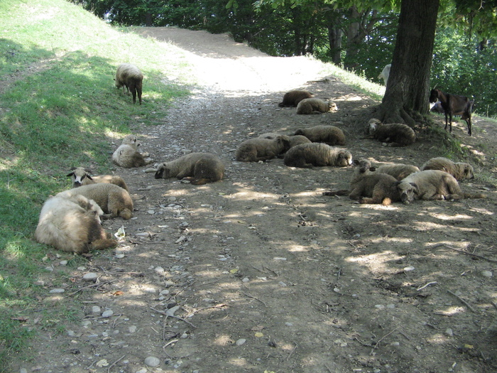 IMG_2569 - August 2010