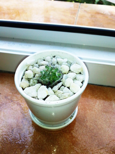 bocasana v. roseiflora 12.08.10