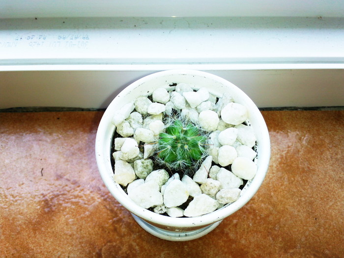 bocasana v. roseiflora 12.08.10