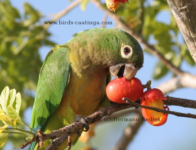 aratinga_cactorum_00
