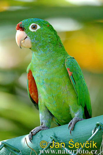 aratinga-de-finsch--aratinga-finschi