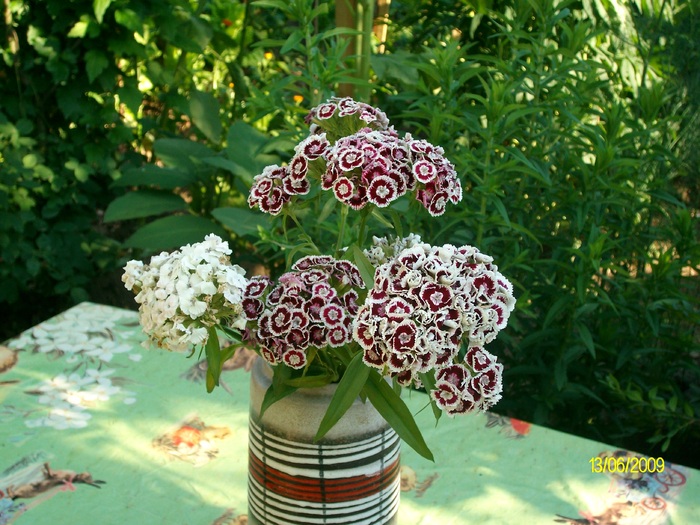SANY3345 - flori