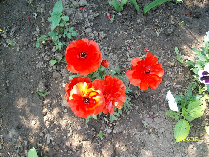 SANY2777 - flori