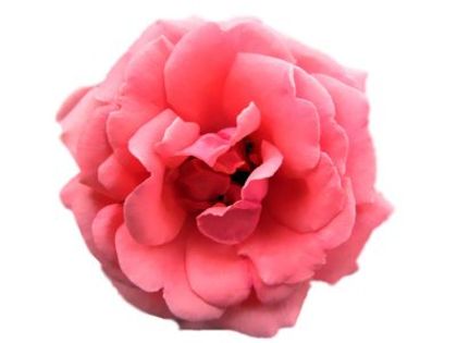normal_imagine-trandafir