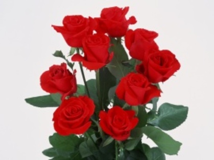 trandafiri_rosii-t2 - trandafiri