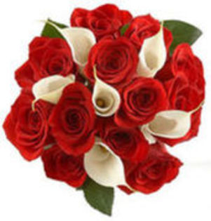 Poze Cu Trandafiri Rosii Superbi Selyysuperfan1