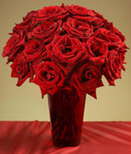 12545768_JBRDKXDCV - poze cu trandafiri rosii superbi