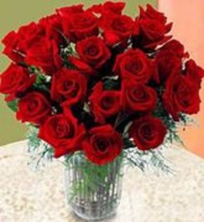 12545776_EOCCXDUBN - poze cu trandafiri rosii superbi