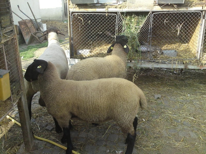 oile in vizita la iepuri- - elfriede -schutz -hermann-oi de carne