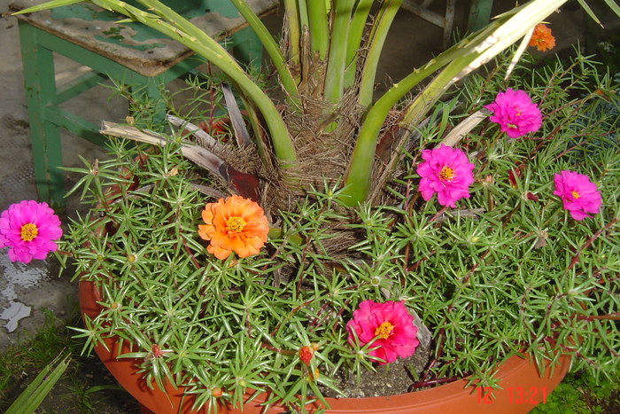 Picture 236 - PORTULACA