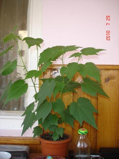 Abutilon - Abutilon 2011