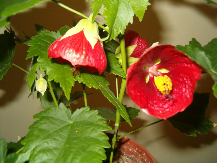 Picture 004 - Abutilon