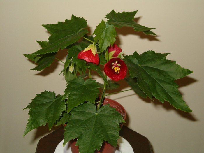 Picture 005 - Abutilon