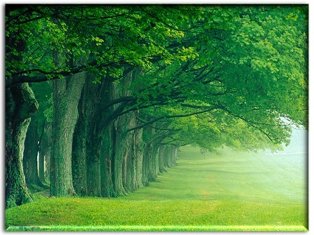 trees - poze desktop