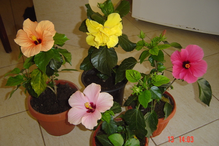 Picture 246 - 09-2012-HIBISCUS