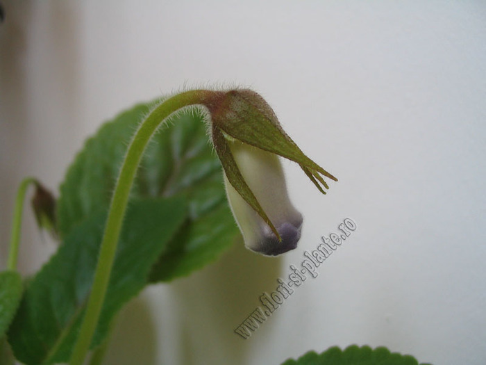 Sinningia Bleu Ciel - GLOXINIA _ SINNINGIA