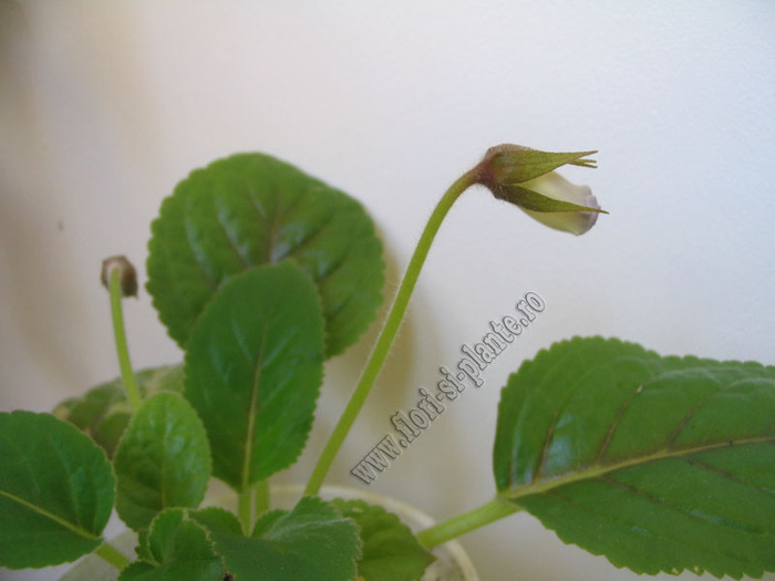 Sinningia Bleu Ciel - GLOXINIA _ SINNINGIA