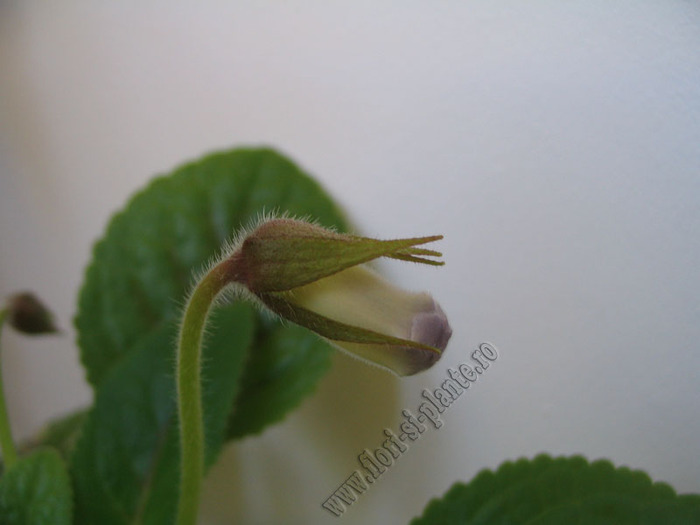 Sinningia Bleu Ciel - GLOXINIA _ SINNINGIA