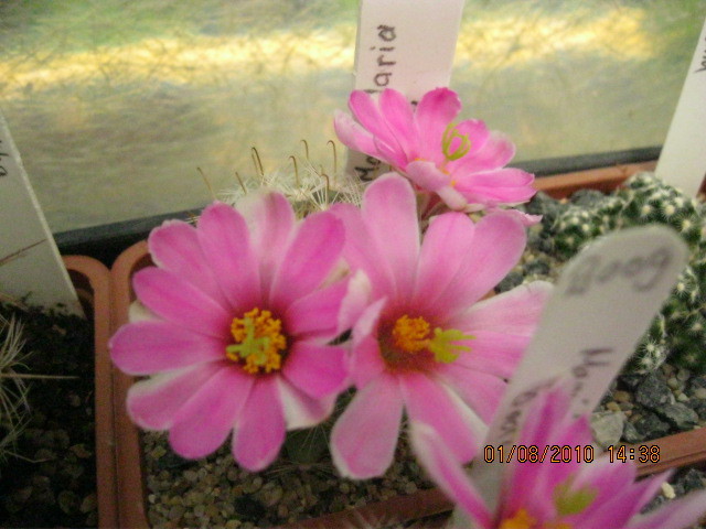 k 2010.aug.10 005 - Mammillaria