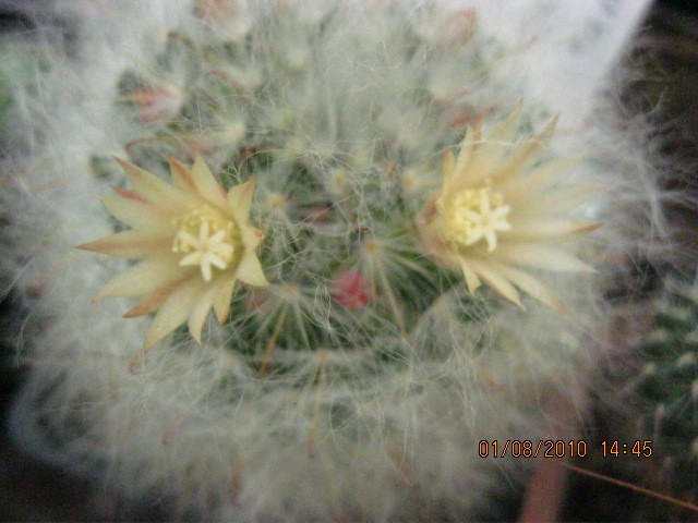 k 2010.aug.10 024 - Mammillaria