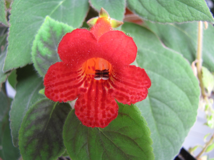 Kohleria Eriantha 10 aug 2010 (2)