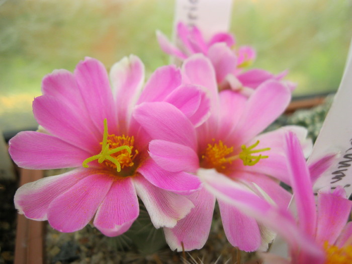 k 2010.aug.10 041 - Mammillaria