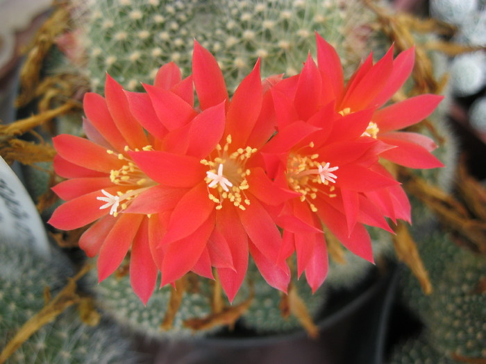 k 2010.aug.10 097 - Rebutia-Parodia