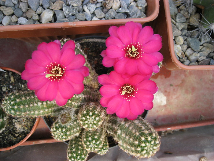 k 2010.aug.10 011 - Echinopsis-Lobivia