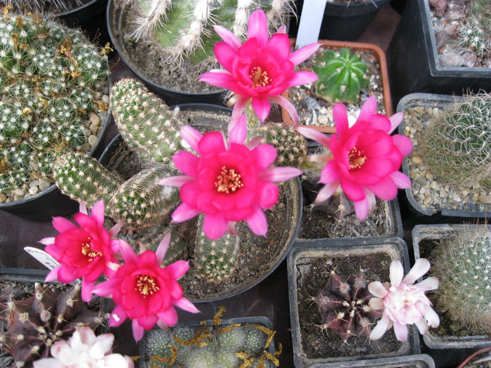 k 2010.aug.10 046 - Echinopsis-Lobivia