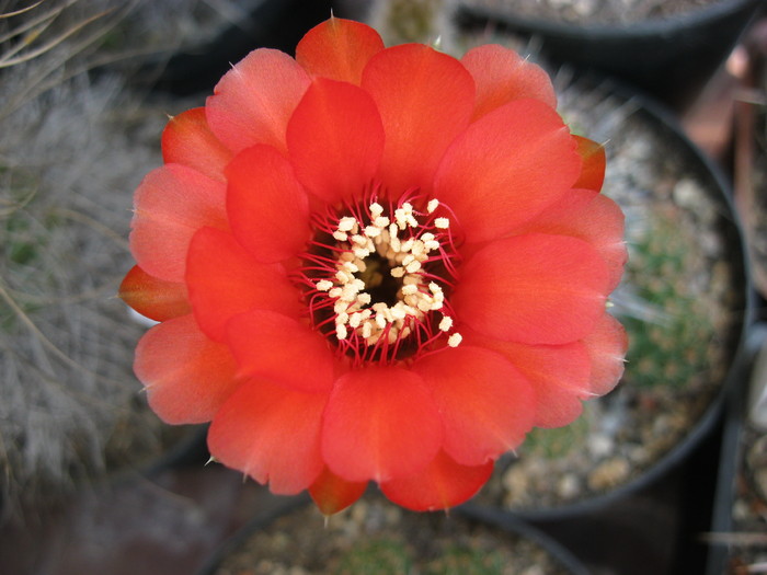 k 2010.aug.10 064 - Echinopsis-Lobivia