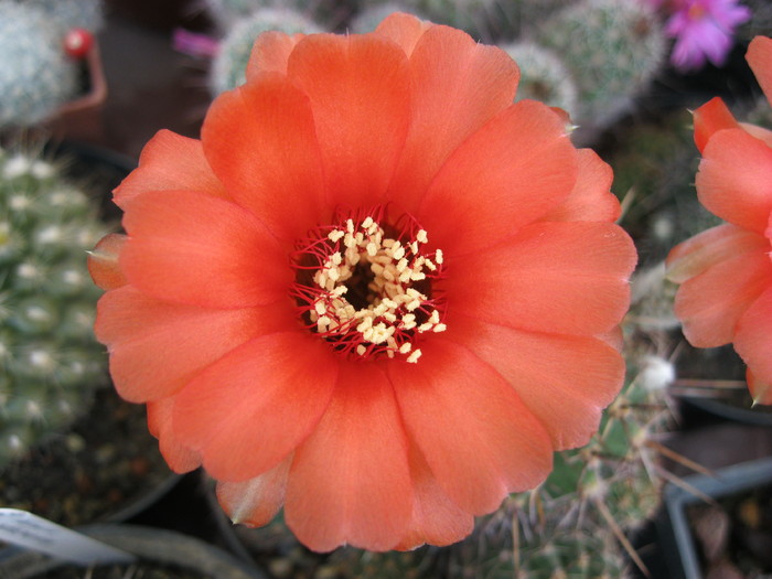 k 2010.aug.10 076 - Echinopsis-Lobivia