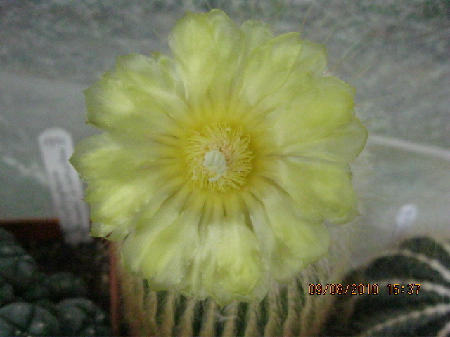 k 2010.aug.10 102 - Notocactus