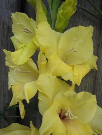 Gladiola galbena 13 aug 2010 - gladiole