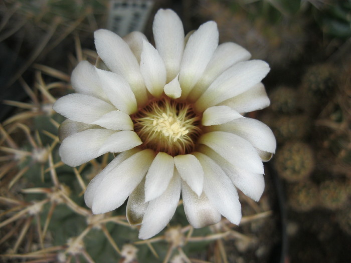 k 2010.aug.10 107 - Gymnocalycium