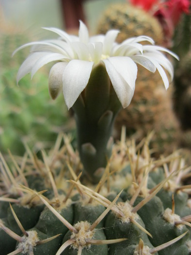 k 2010.aug.10 108 - Gymnocalycium