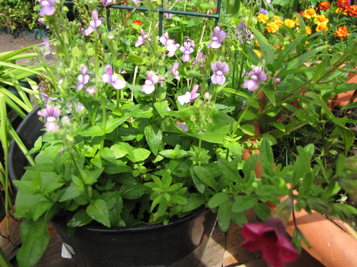 Nemesia 8 aug 2010 - plante diverse