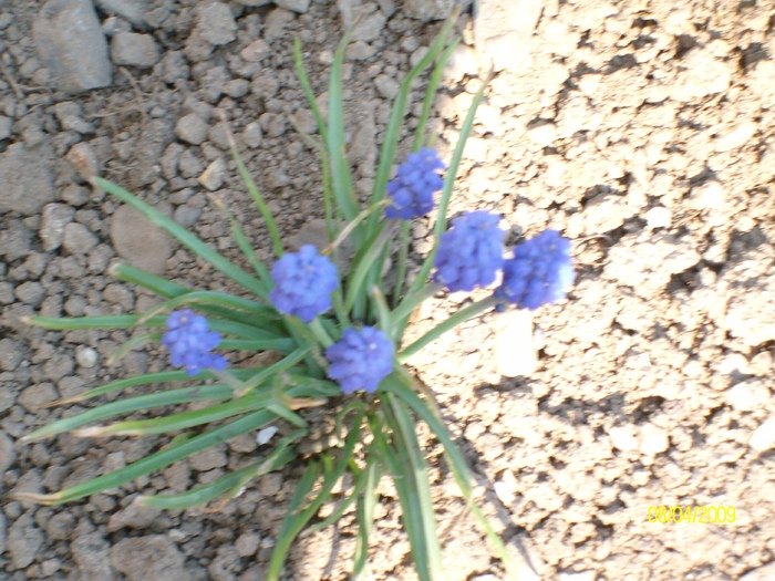 SANY1763 - flori