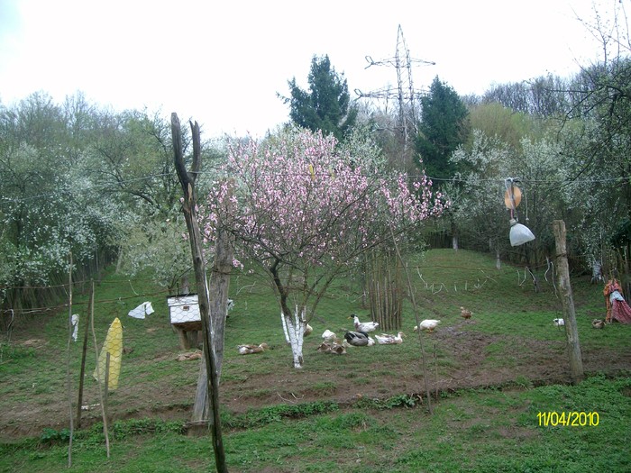 SANY7654 - flori