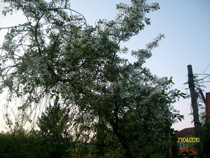 SANY7984 - flori