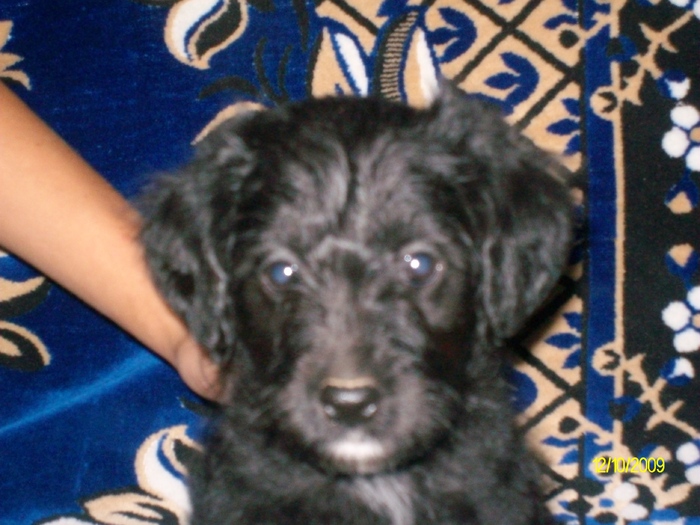 SANY6382 - flori