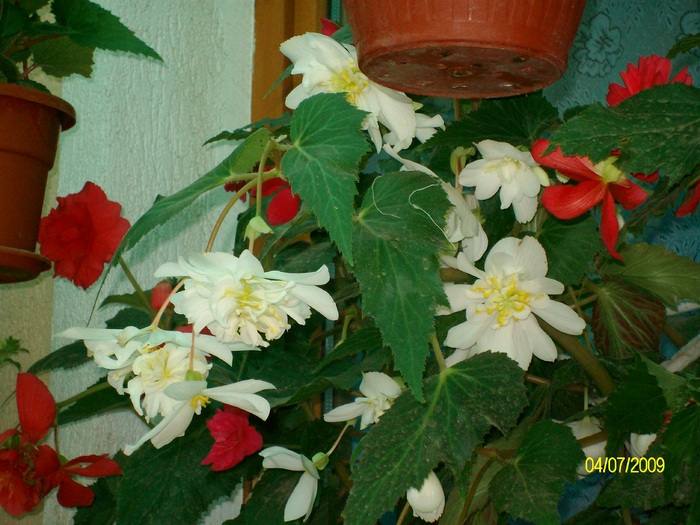 SANY3861 - flori