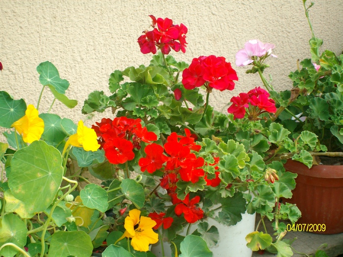 SANY3857 - flori