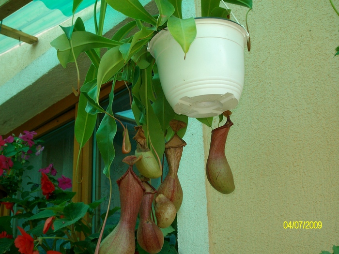 SANY3859 - flori